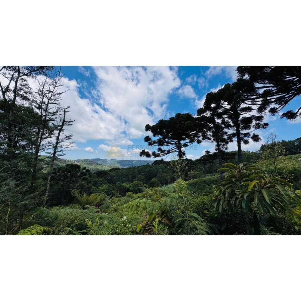 Sítio, 3 hectares - Foto 3