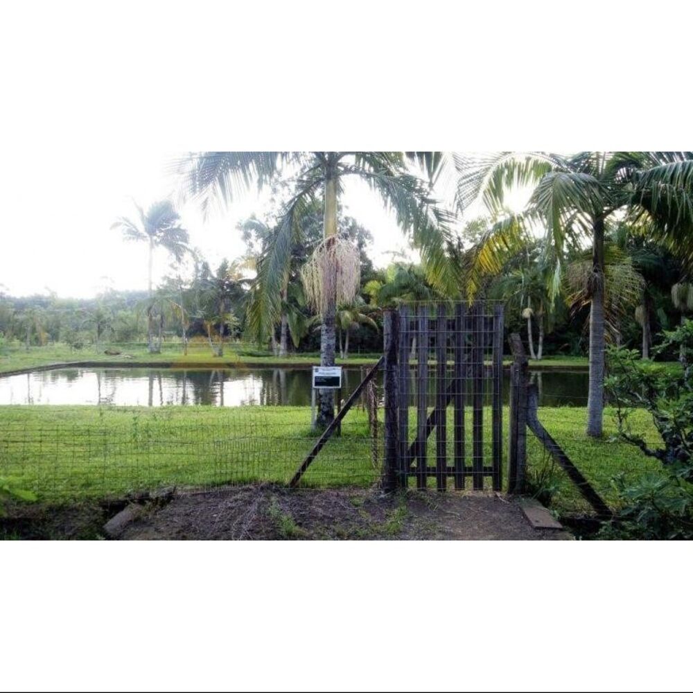 Sítio, 8 quartos, 4 hectares - Foto 9
