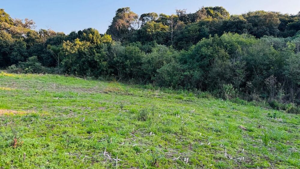 Sítio, 10000 m² - Foto 4