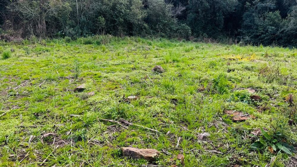 Sítio, 10000 m² - Foto 7