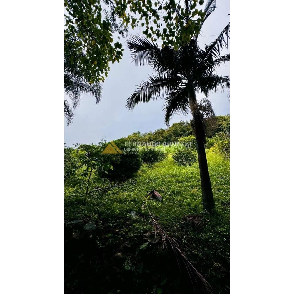 Sítio, 4 hectares - Foto 2