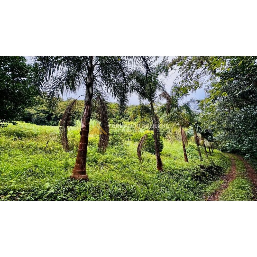 Sítio, 4 hectares - Foto 6