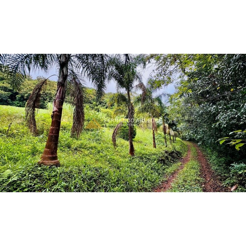 Sítio, 4 hectares - Foto 5