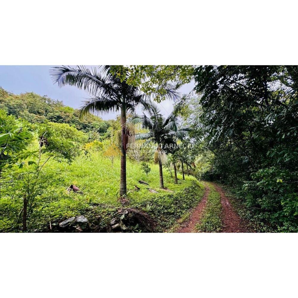 Sítio, 4 hectares - Foto 3