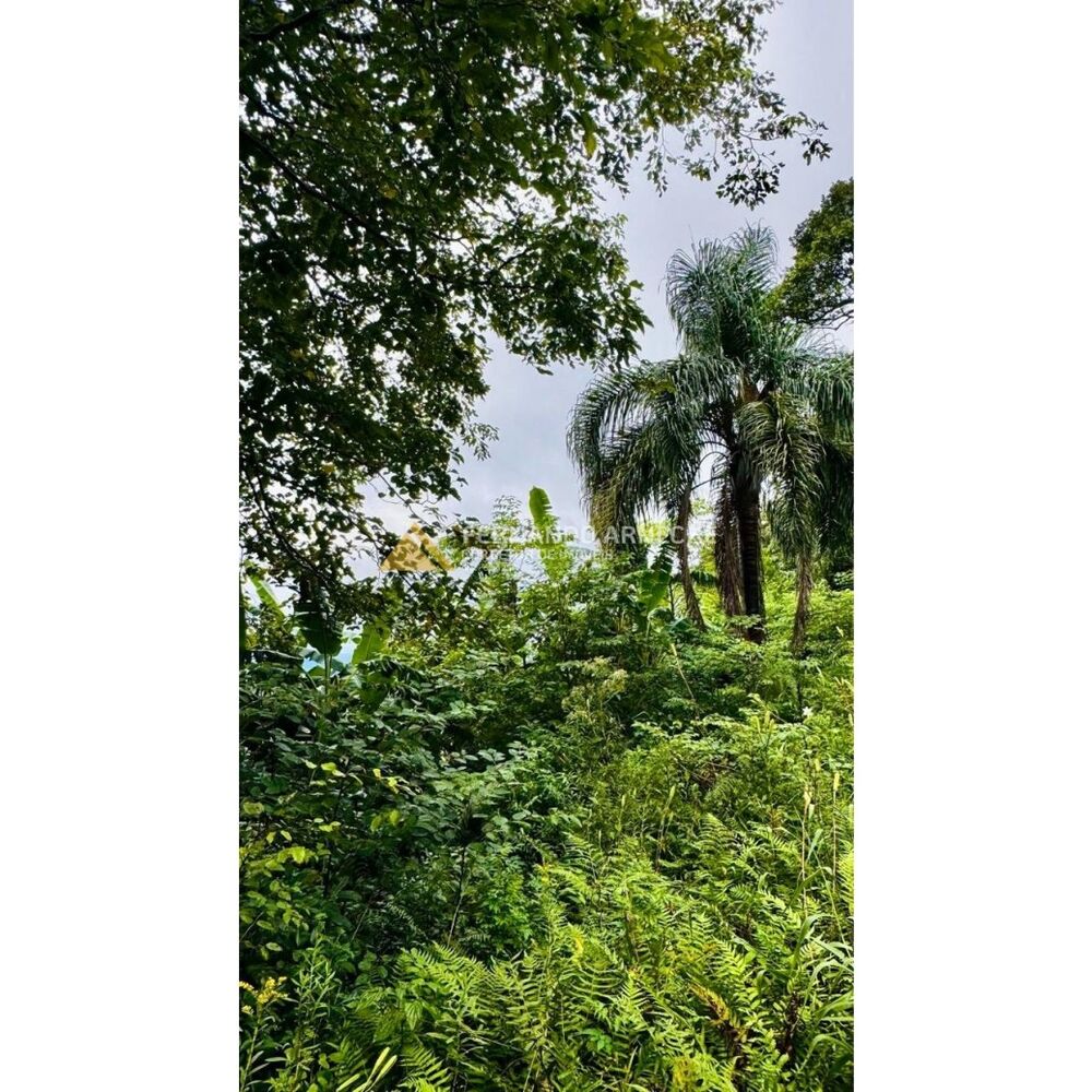 Sítio, 4 hectares - Foto 19