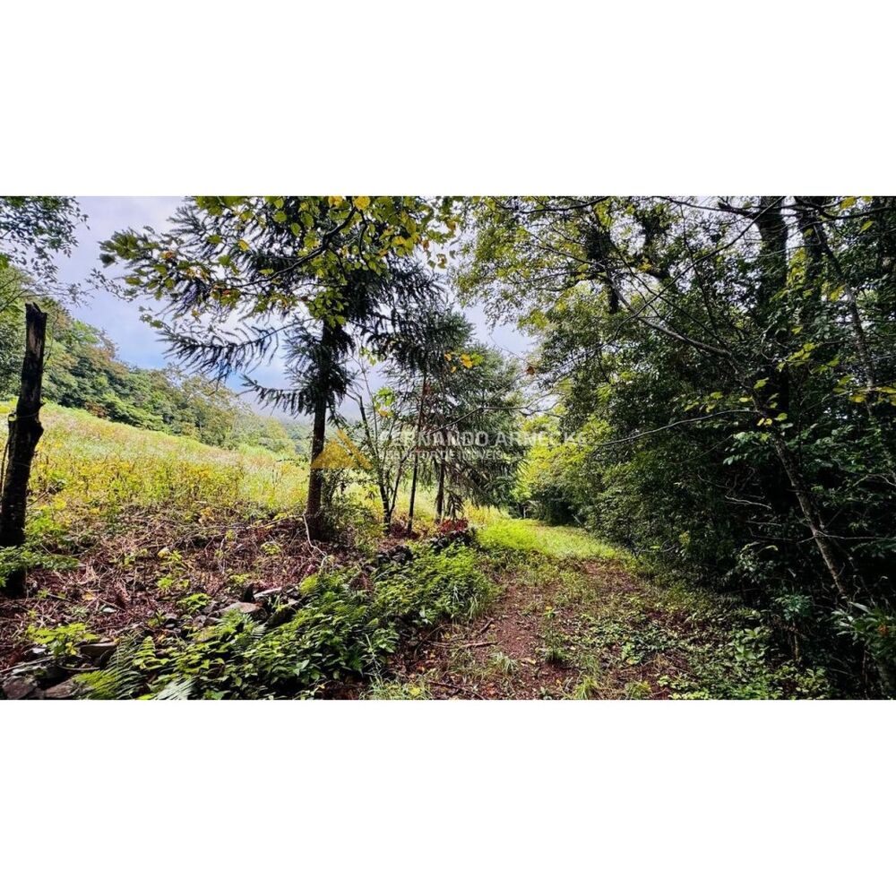 Sítio, 4 hectares - Foto 10