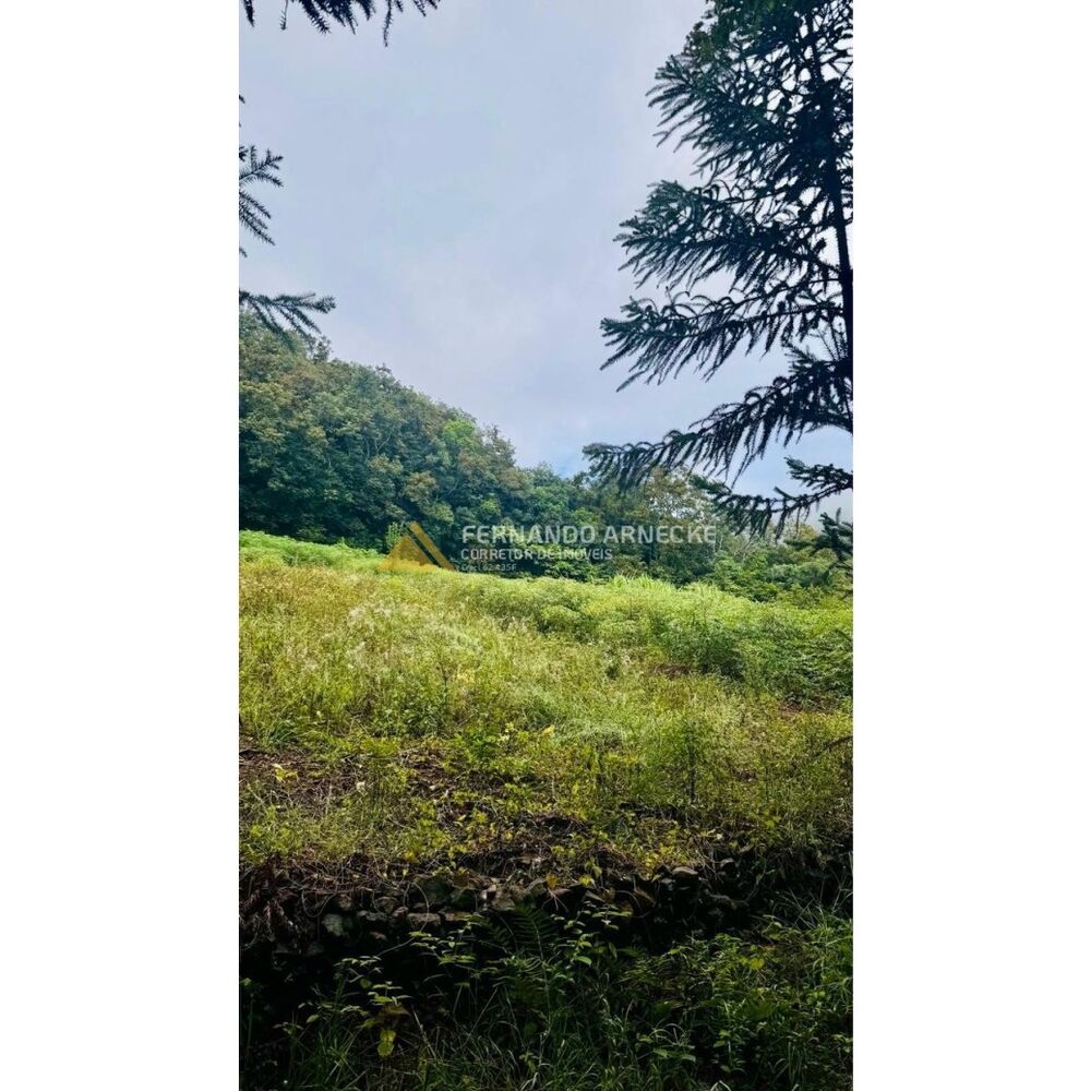 Sítio, 4 hectares - Foto 11