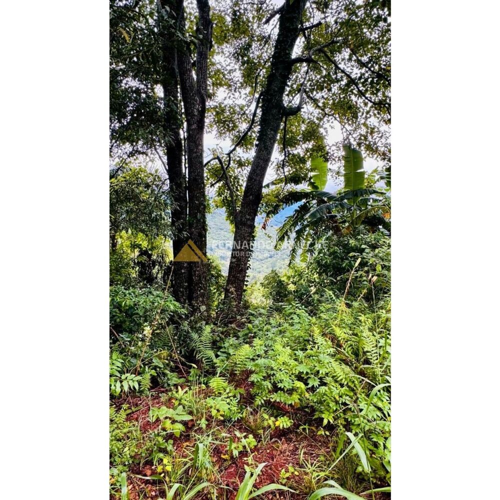 Sítio, 4 hectares - Foto 20