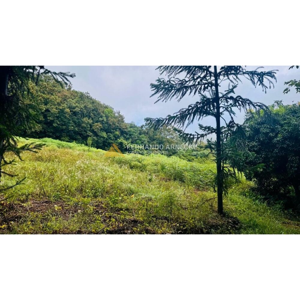 Sítio, 4 hectares - Foto 9