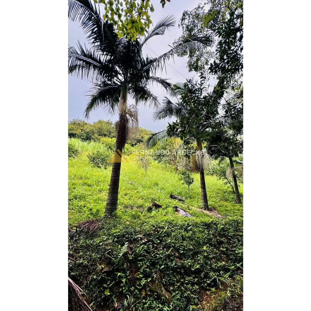 Sítio, 4 hectares - Foto 4