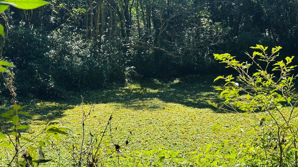 Chácara, 1 quarto - Foto 15