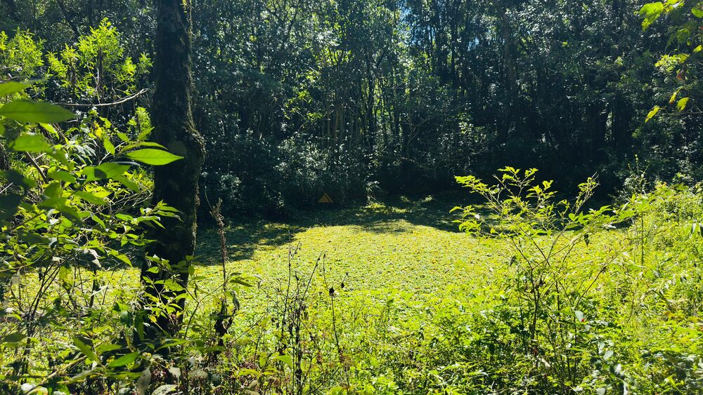 Chácara, 1 quarto - Foto 14