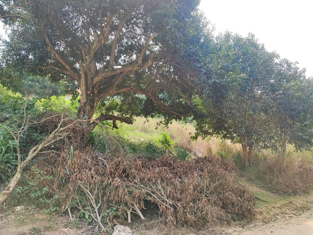 Terreno, 480 m² - Foto 5