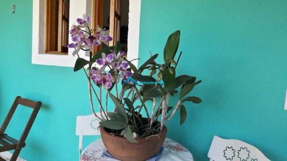 Chácara, 3 quartos, 1228 m² - Foto 5