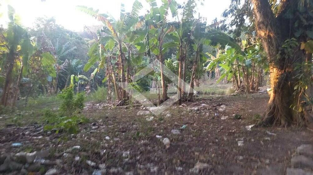 Terreno, 4 hectares - Foto 4