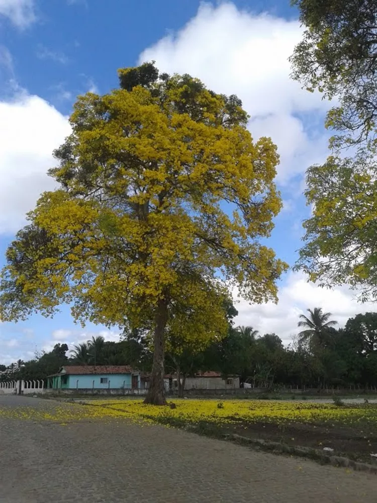 Terreno à venda, 200m² - Foto 1