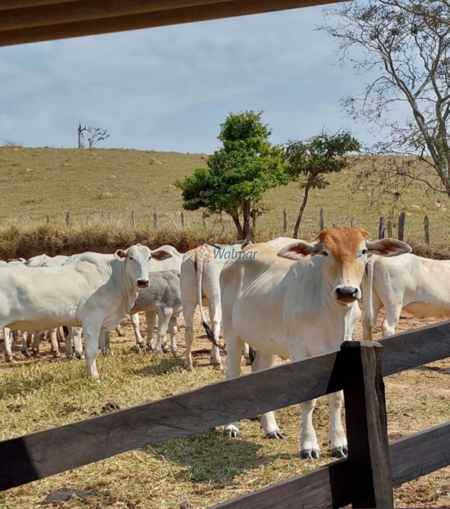 Sítio, 3 quartos, 31 m² - Foto 1