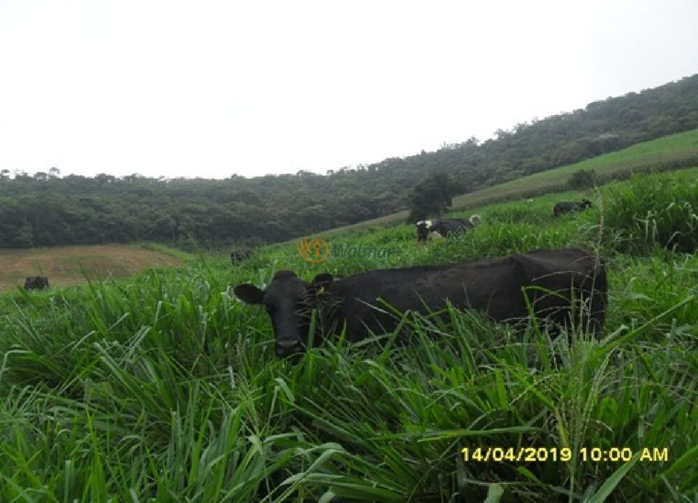 Fazenda, 214 m² - Foto 2