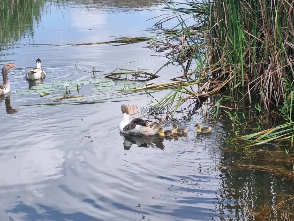 Fazenda, 370 m² - Foto 8