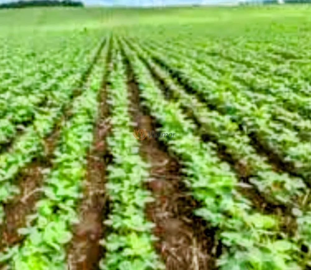 Fazenda, 200 m² - Foto 4