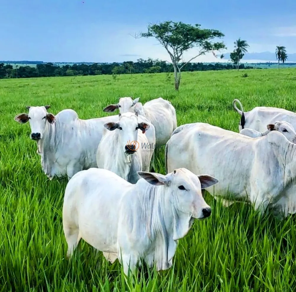 Fazenda, 200 m² - Foto 12