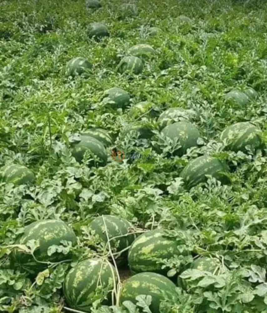 Fazenda, 200 m² - Foto 5