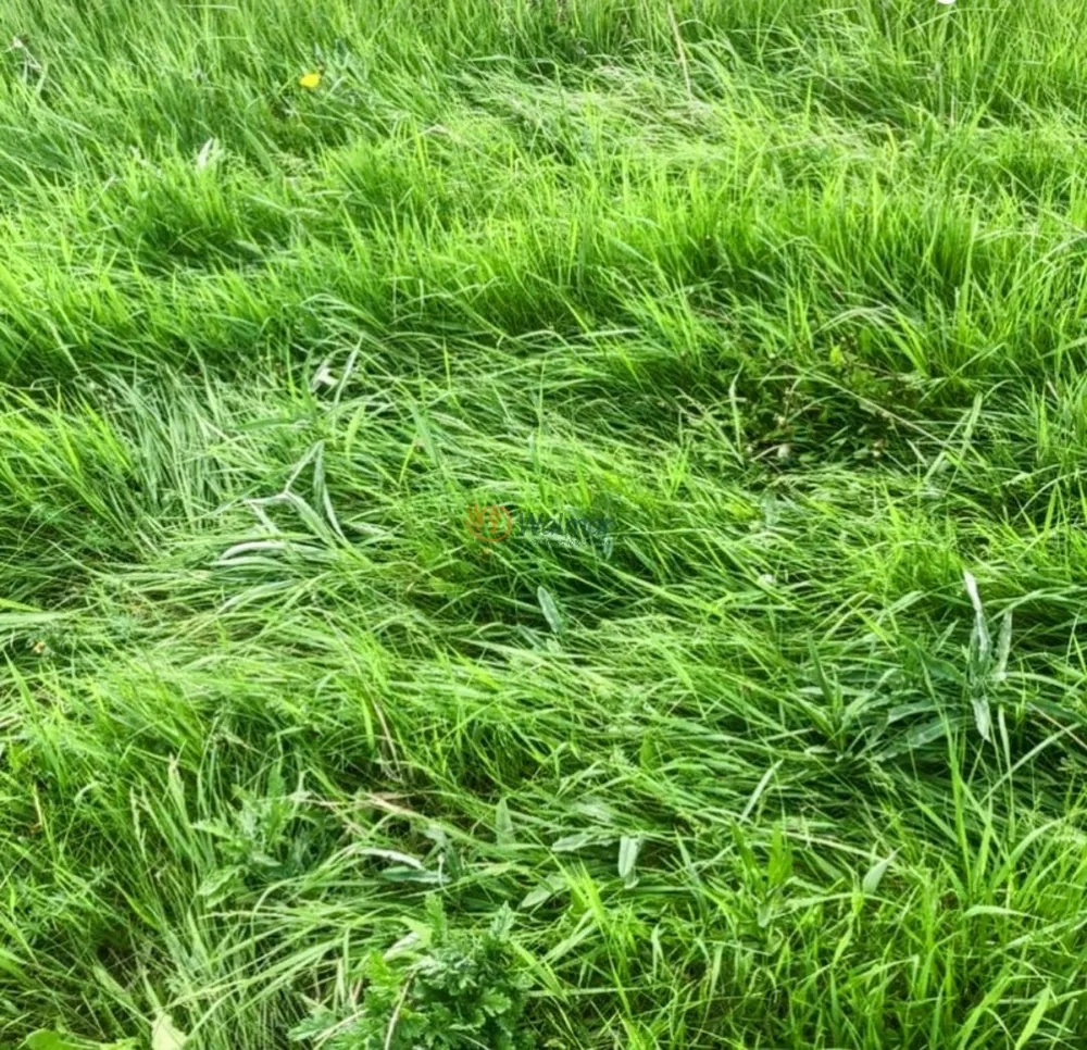 Fazenda, 200 m² - Foto 11