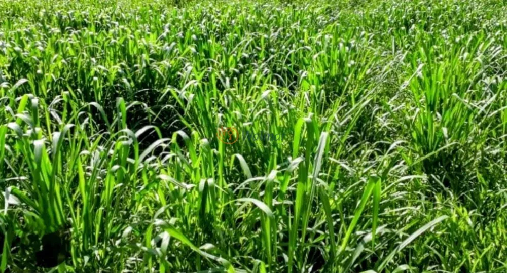 Fazenda, 200 m² - Foto 9