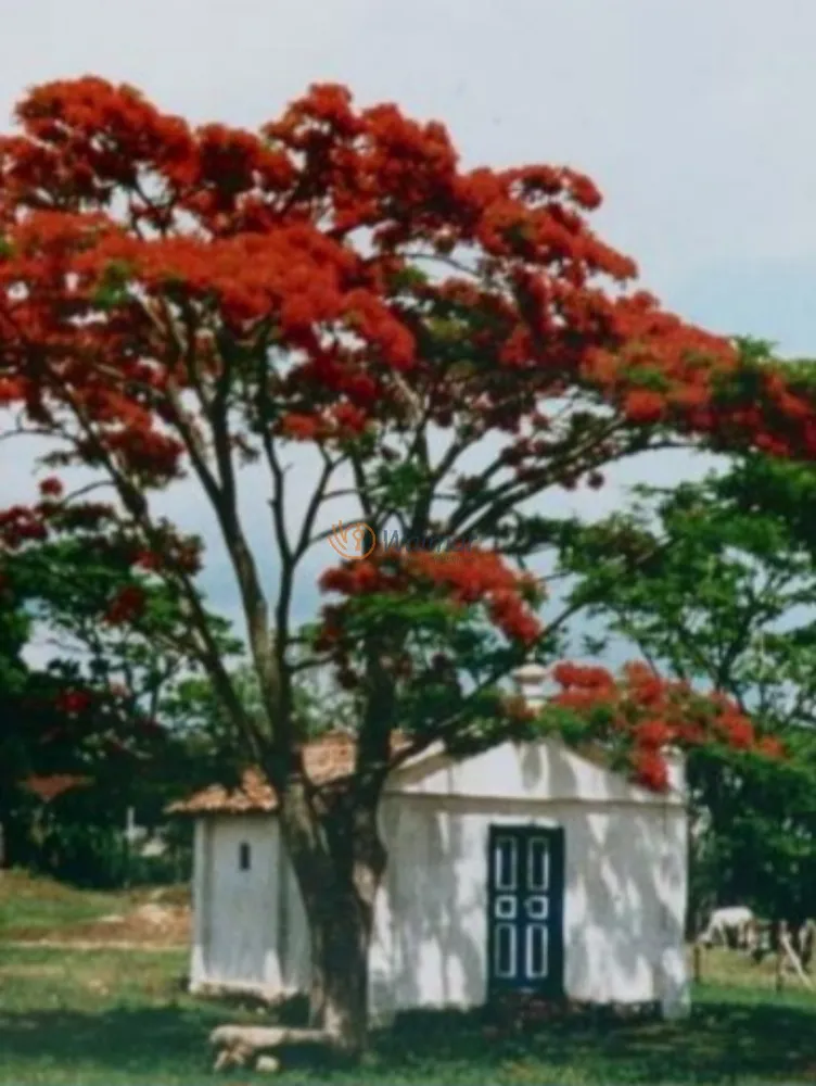 Fazenda, 169 hectares - Foto 6