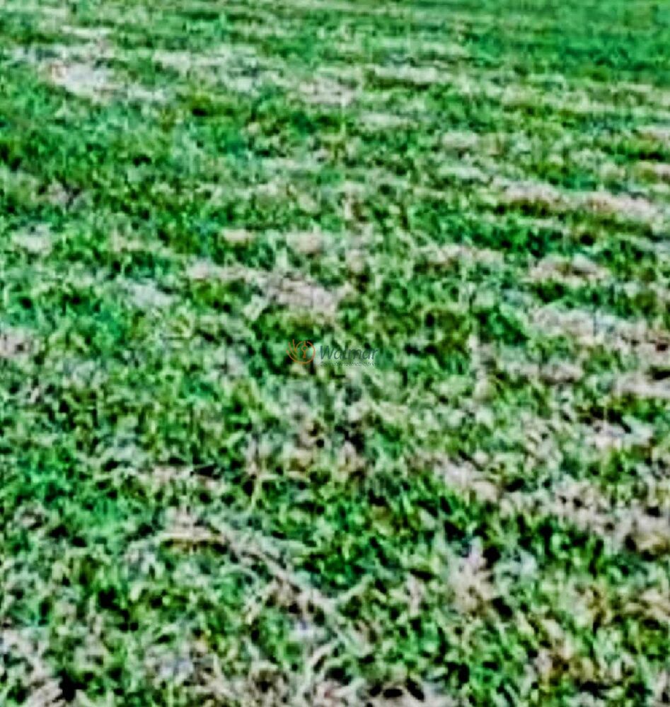 Terreno, 1595 m² - Foto 3