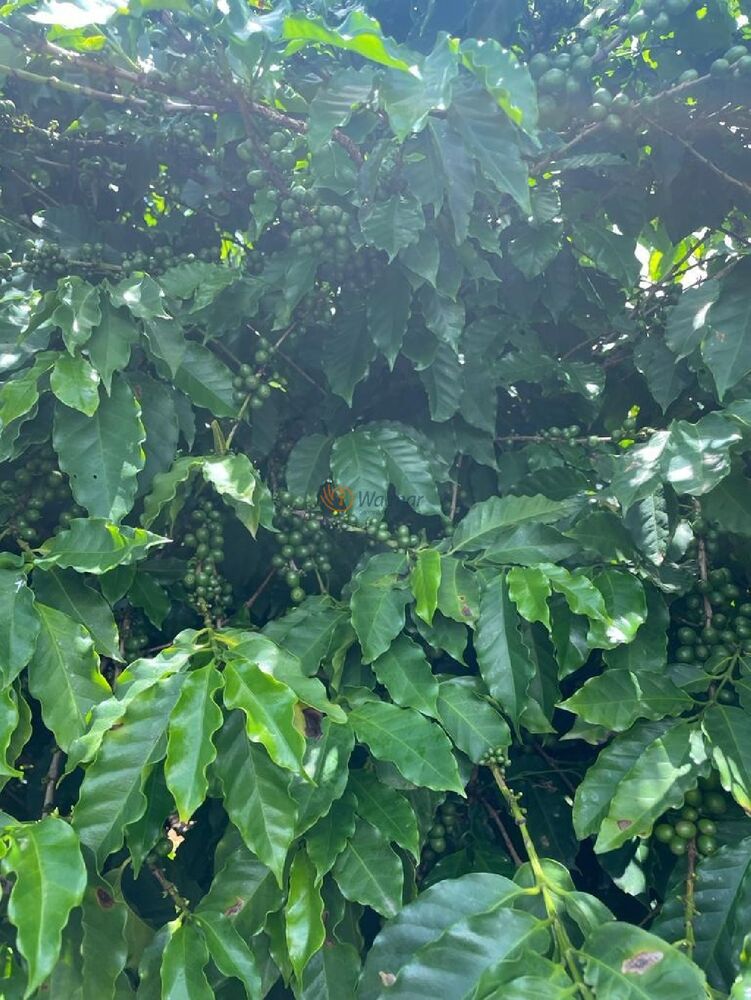 Fazenda, 1000 m² - Foto 6