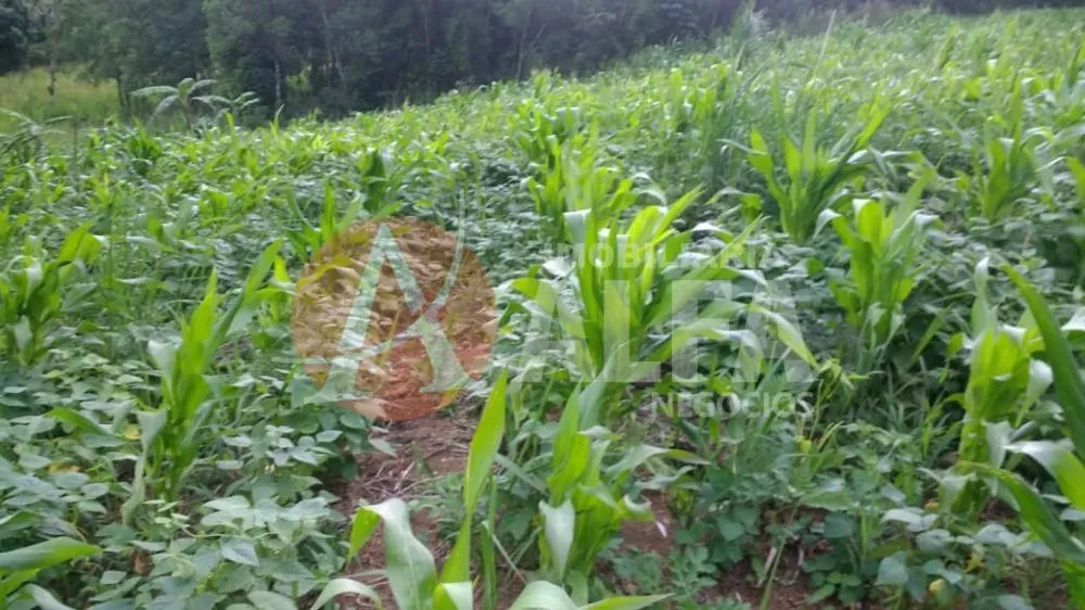 Terreno, 3 hectares - Foto 2