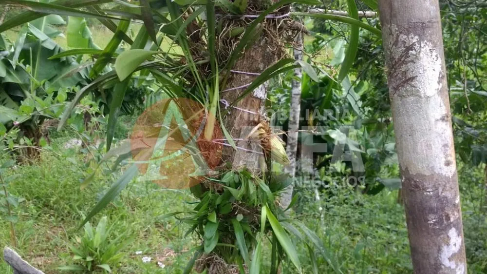 Terreno, 3 hectares - Foto 8