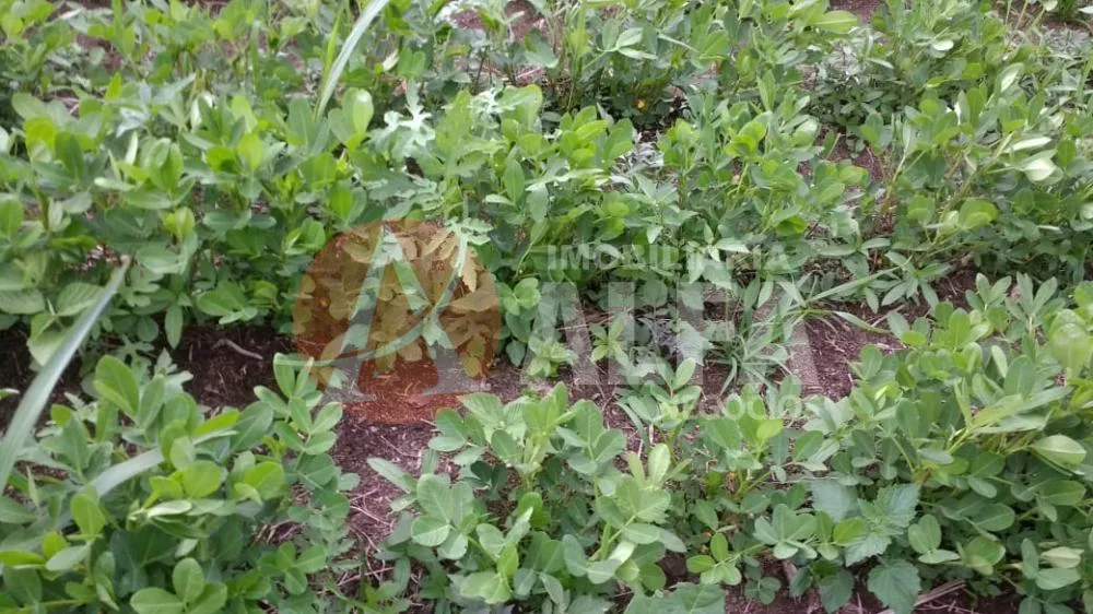 Terreno, 3 hectares - Foto 4
