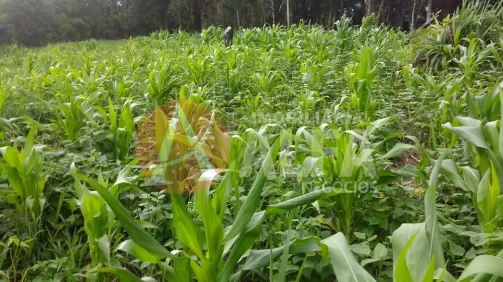 Terreno, 3 hectares - Foto 1