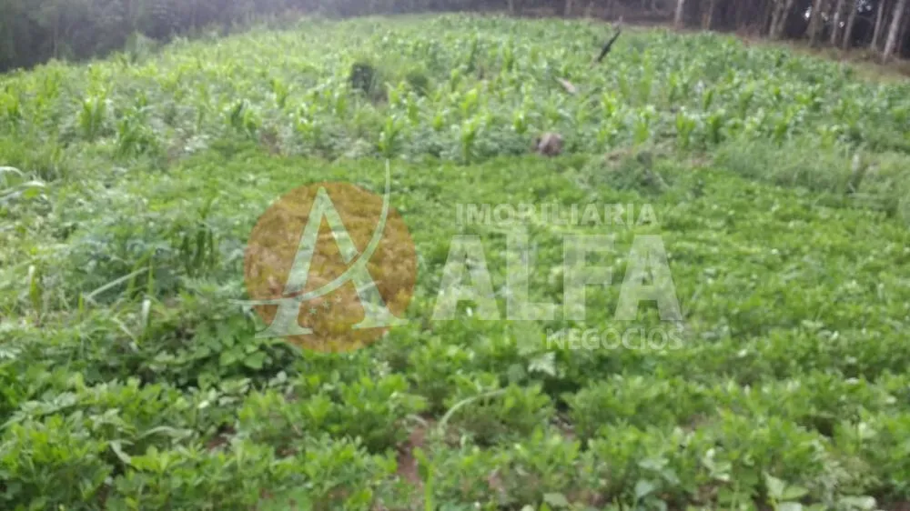 Terreno, 3 hectares - Foto 4