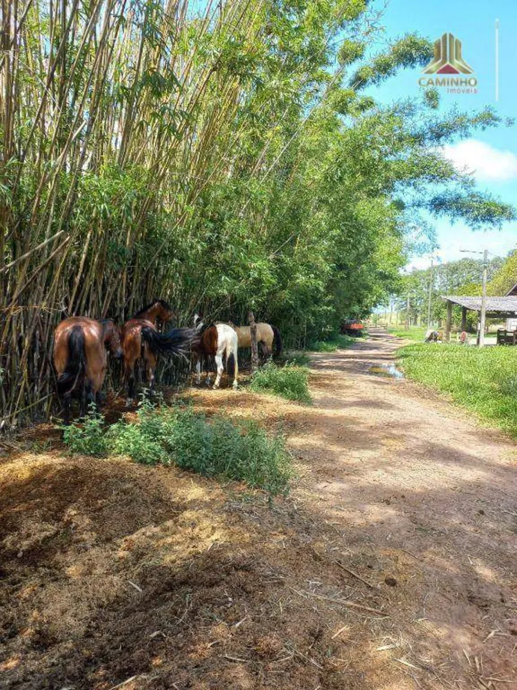 Chácara, 6 quartos, 60 hectares - Foto 6