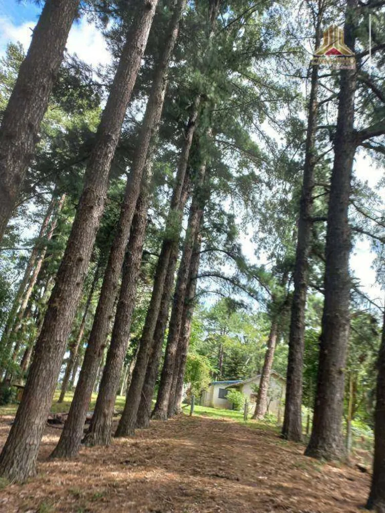 Chácara, 6 quartos, 60 hectares - Foto 8
