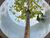 Terreno, 360 m² - Foto 4