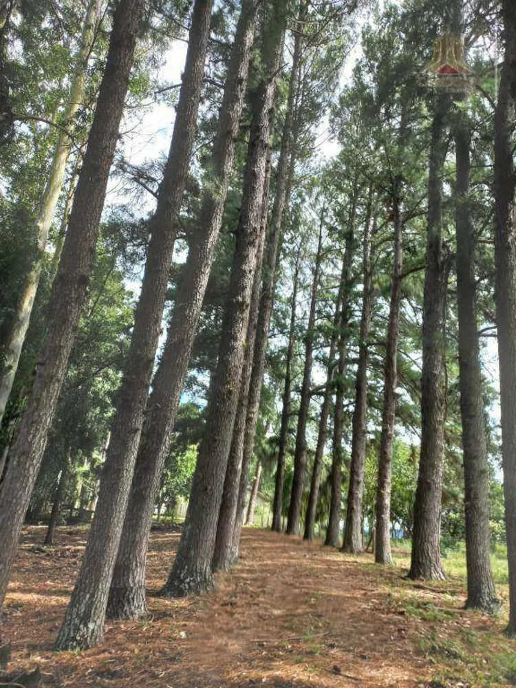 Fazenda, 60 hectares - Foto 8