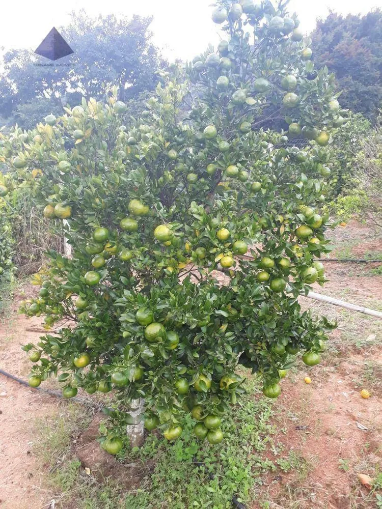 Sítio, 3 quartos, 8 hectares - Foto 12