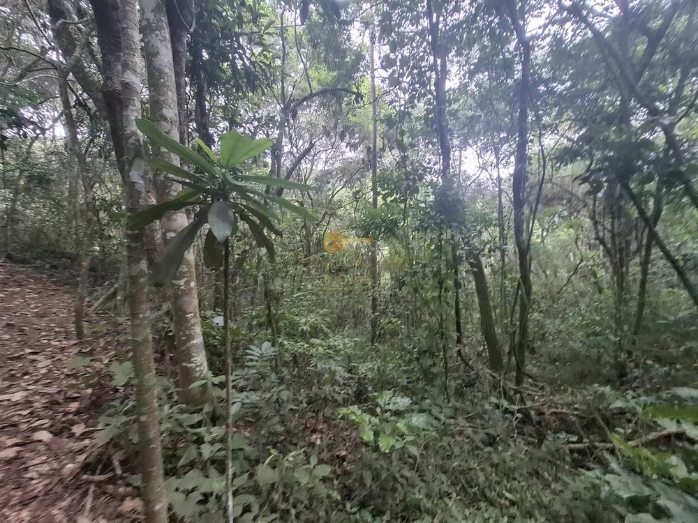 Terreno, 22 hectares - Foto 12