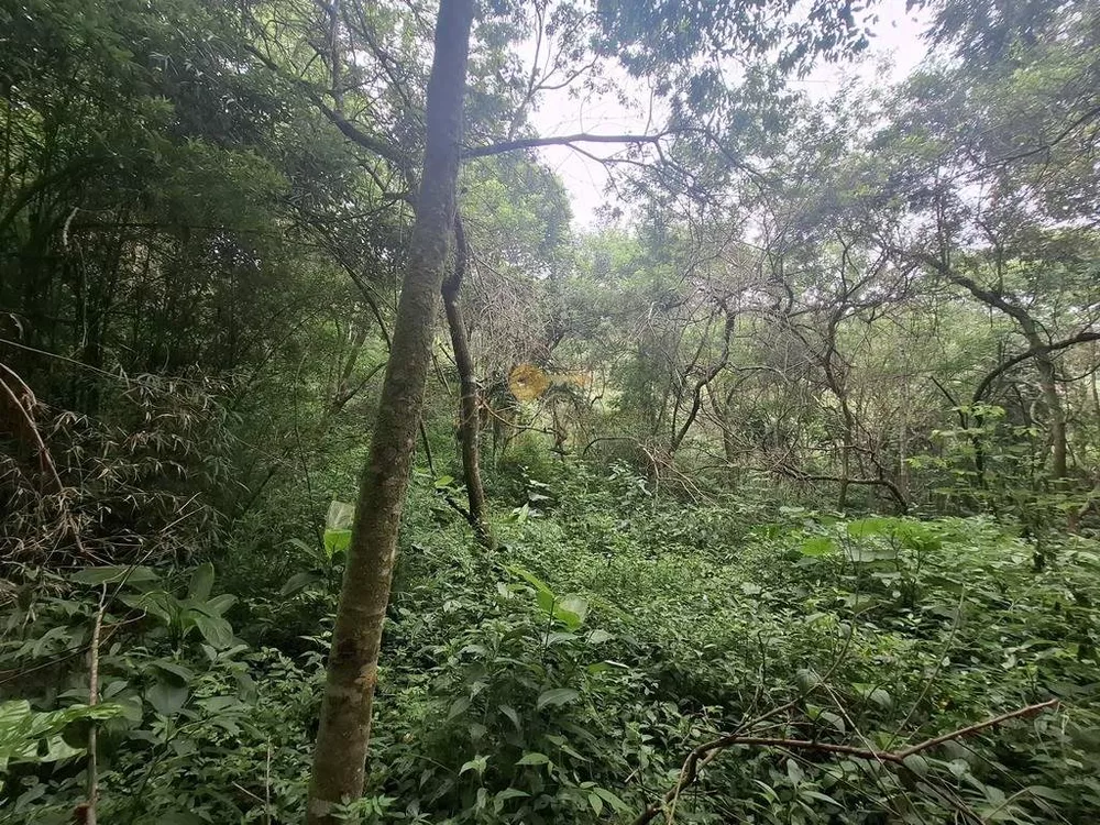 Terreno, 22 hectares - Foto 17