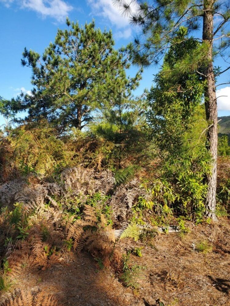 Terreno, 1102 m² - Foto 2