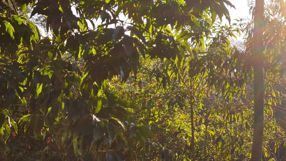 Casa, 3 quartos, 252 m² - Foto 12