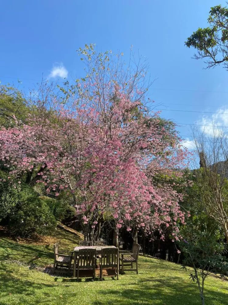 Casa, 7 quartos, 600 m² - Foto 4