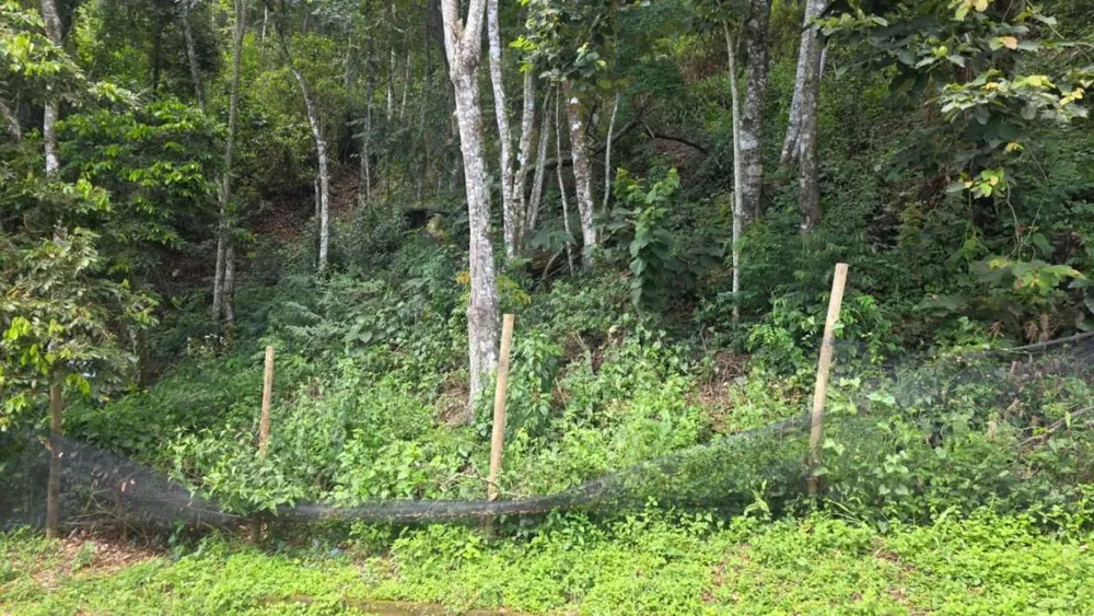 Terreno, 800 m² - Foto 5