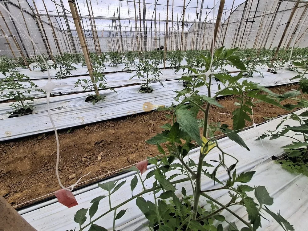 Sítio, 3 quartos, 42 hectares - Foto 26