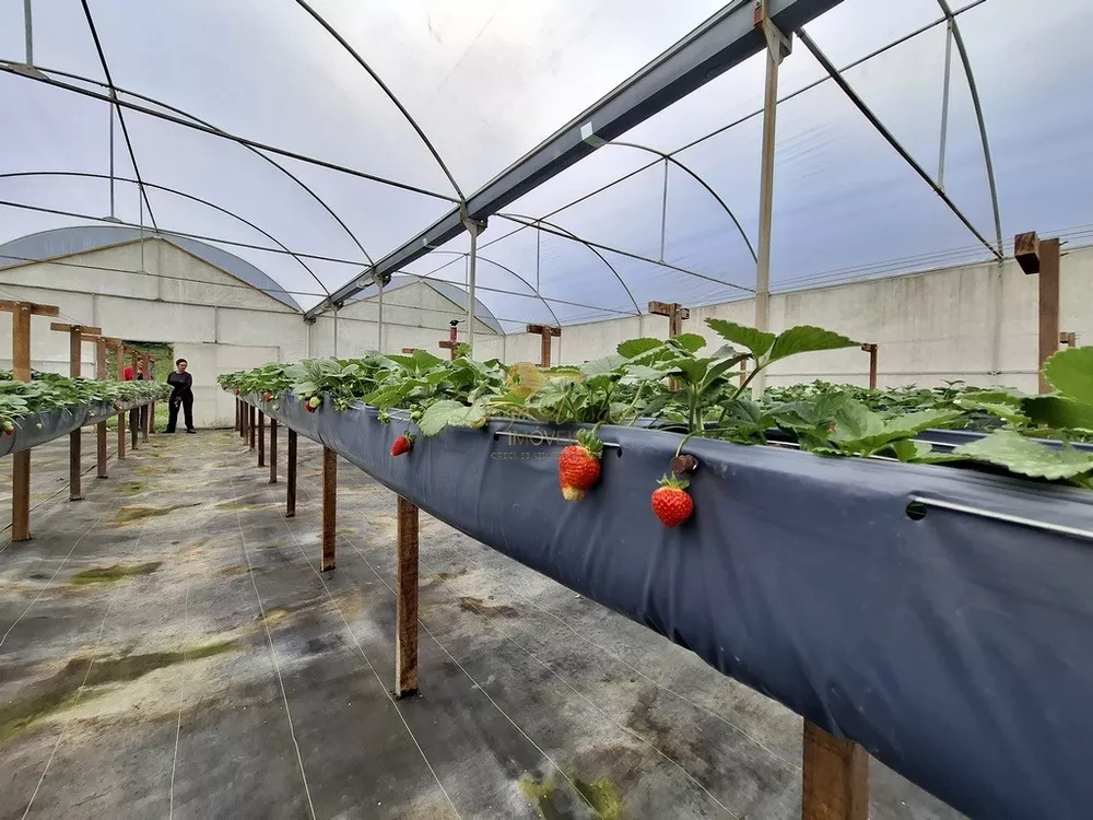 Sítio, 3 quartos, 42 hectares - Foto 20