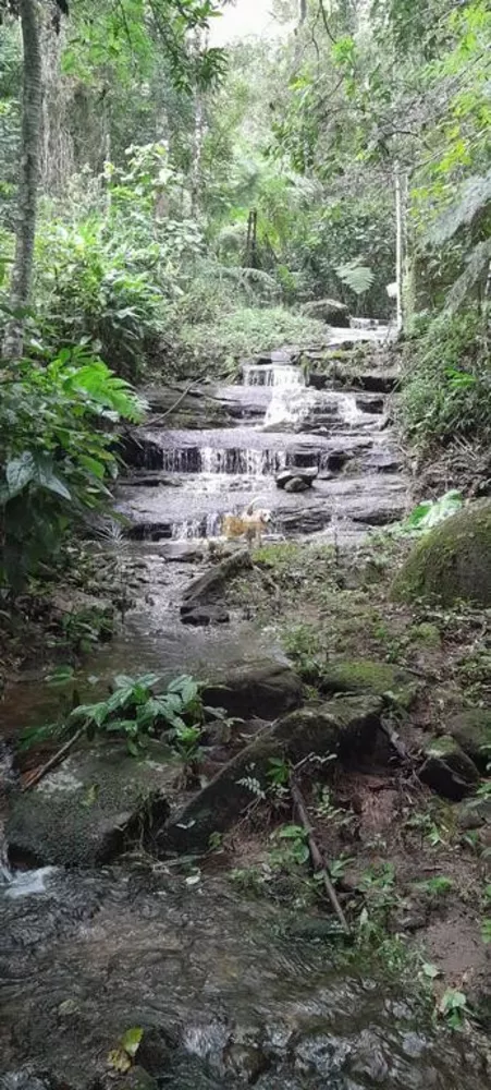 Sítio, 3 quartos, 42 hectares - Foto 49